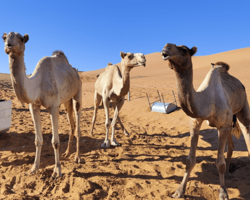 Drei Kamele wüste