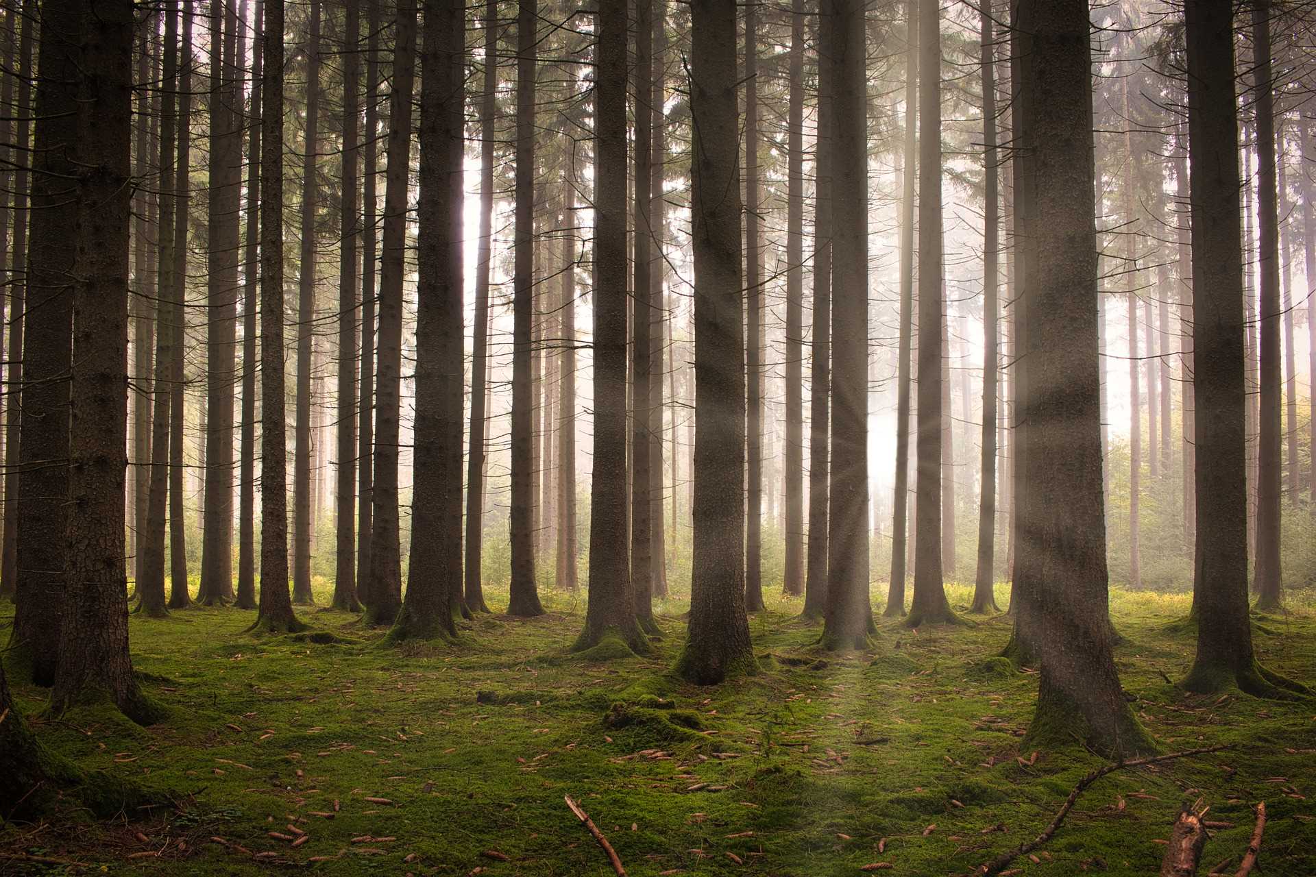 wald-mit-sonne